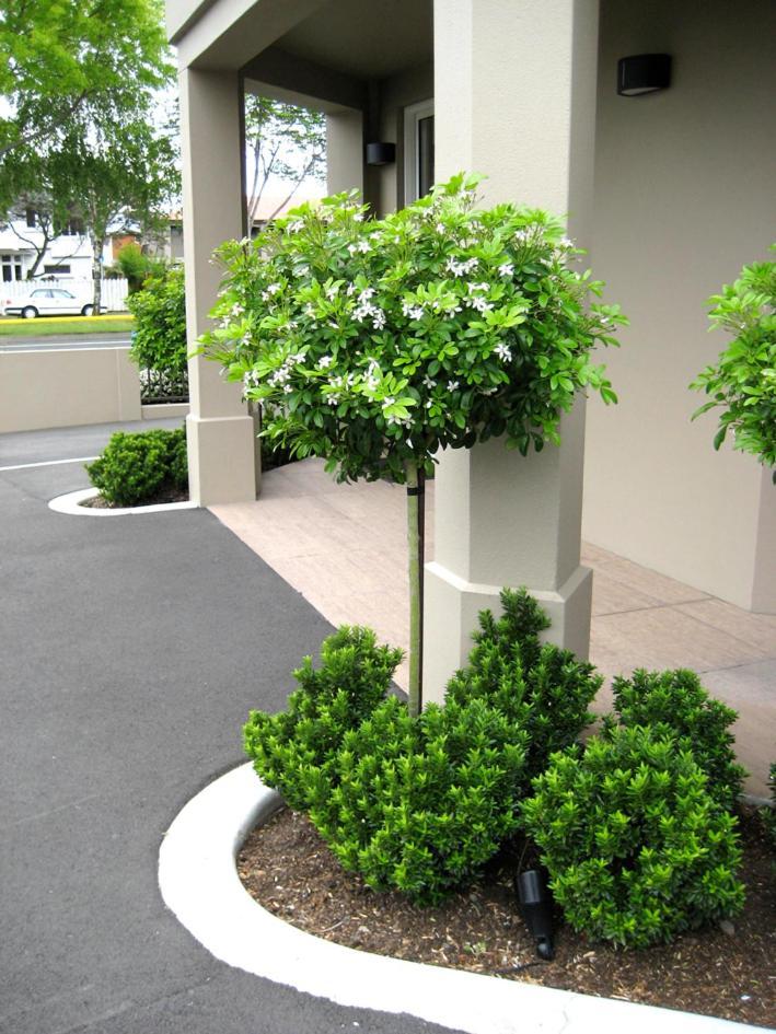 Salerno Motel Apartments Christchurch Bagian luar foto Gardenia